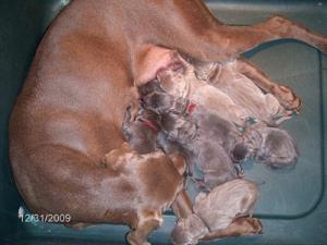 AKCWeimaranerPuppies